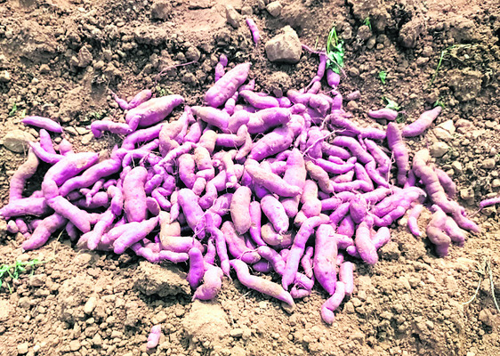 చిలగడ సాగు.. లాభాలు బాగు 1