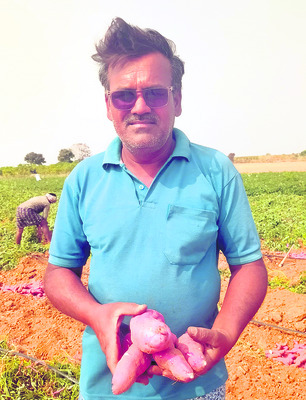 చిలగడ సాగు.. లాభాలు బాగు 2