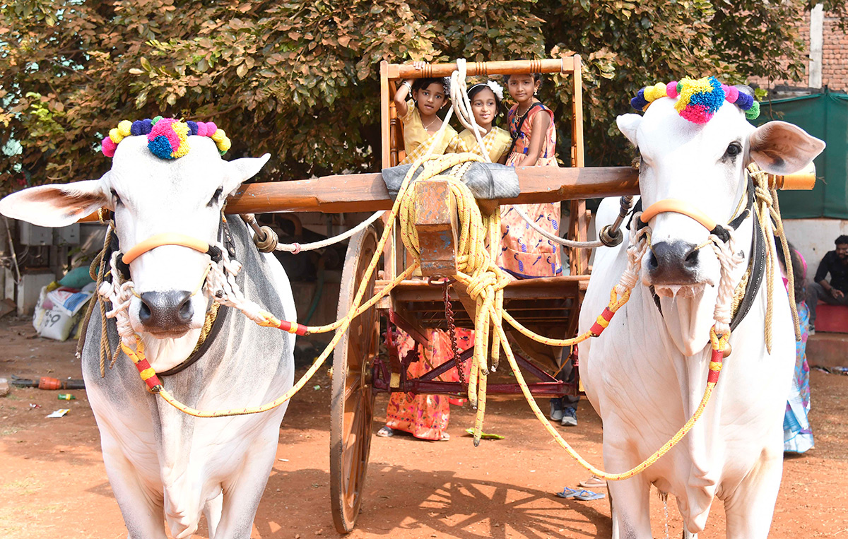Sankranthi Sambaralu 2026 At Vijayawada11