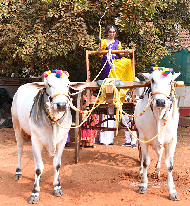 Sankranthi Sambaralu 2026 At Vijayawada12