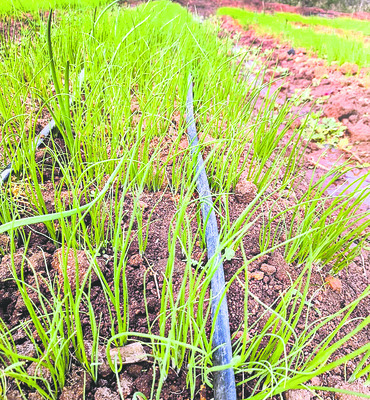 అందుబాటులో ఉల్లి నారు 
3