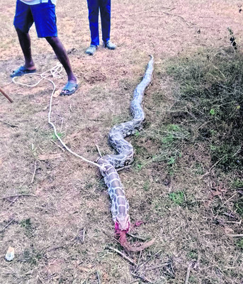 కనులపండువగా శ్రీవారికి తిరువీధి సేవ  
1