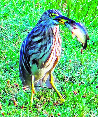 ● సరస్సులో కొత్త విహంగాల విడిది ● చెరువు గట్ల సమీపంలో వ6