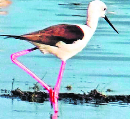 ● సరస్సులో కొత్త విహంగాల విడిది ● చెరువు గట్ల సమీపంలో వ3