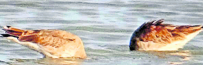 ● సరస్సులో కొత్త విహంగాల విడిది ● చెరువు గట్ల సమీపంలో వ1