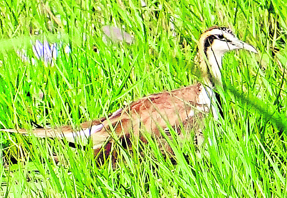 ● సరస్సులో కొత్త విహంగాల విడిది ● చెరువు గట్ల సమీపంలో వ2