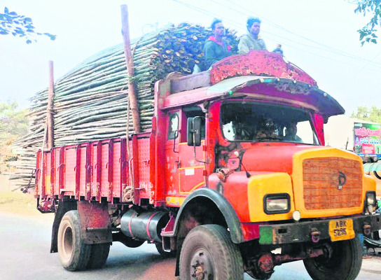 ఆదాయంలో ఎదురులేని వెదురు 1