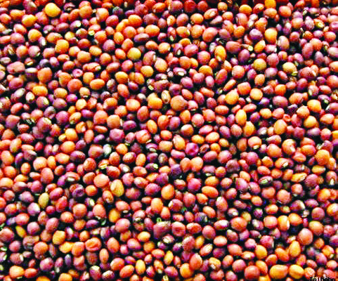 సెంట్రల్‌ వర్సిటీ  స్నాతకోత్సవానికి రాష్ట్రపతి! 2