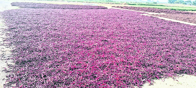 ధర వెలవెల.. రైతన్న విలవిల 1