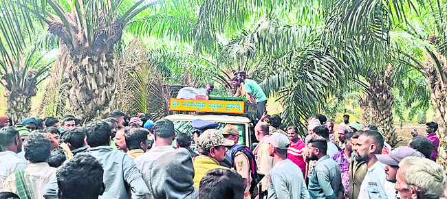 పెద్ద పులి పట్టివేత 1