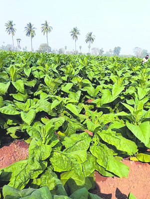 వర్జీనియాపై శీతావరణం! 1