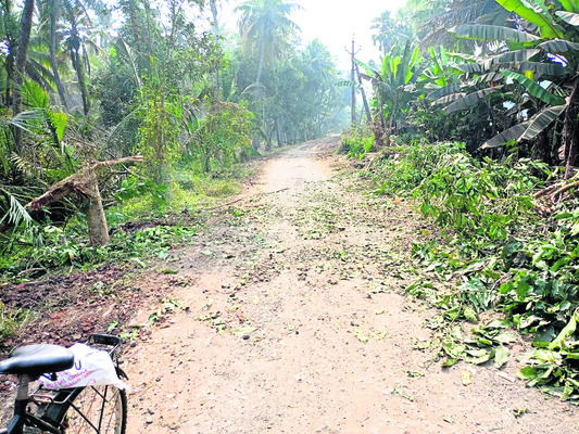 బరి కోసం చెట్ల నరికివేత 1