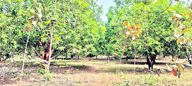 ముంచుతున్న మంచు..! 1