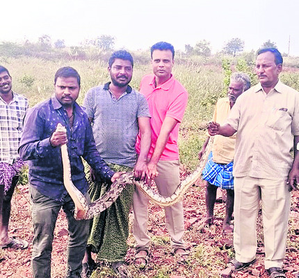 పొలంలో కొండచిలువ 1