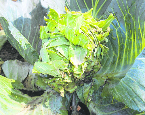 చీడపీడలు.. చికాకులు1