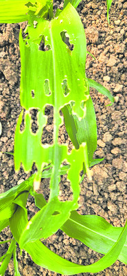 మొక్కజొన్నకు కత్తెర పోటు 1