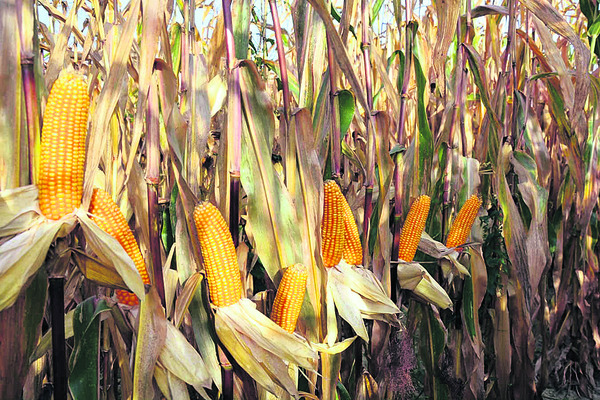 కష్టాల సుడిలో మొక్కజొన్న రైతన్న1