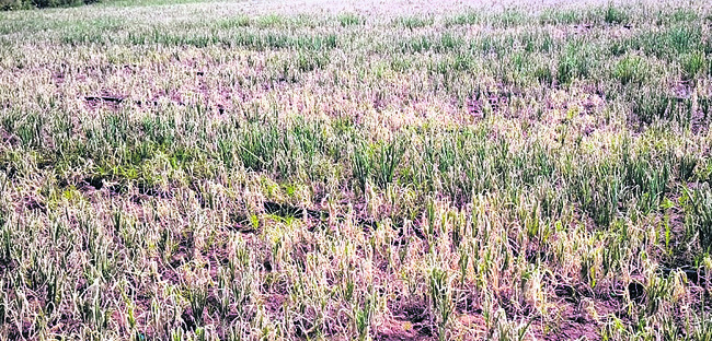 సౌత్‌జోన్‌ హాకీ జట్టులో  మంగళకర విద్యార్థి 2