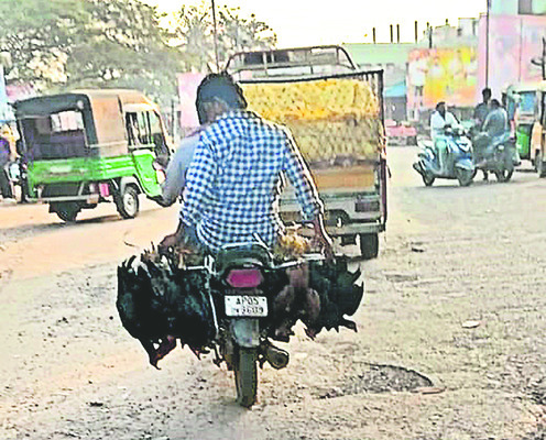 ● గణపతి బొప్పాయి  
1