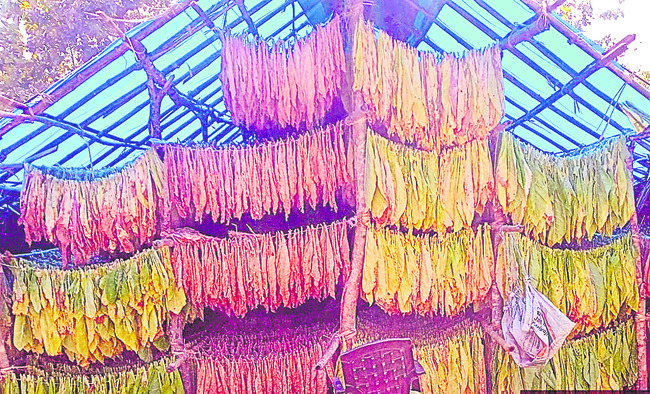 పొగాకు సాగు... భలే బాగు1