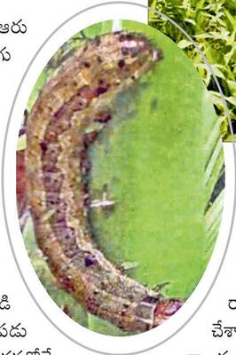 దిగుబడులపై రైతుల ఆశకు కత్తెర 1