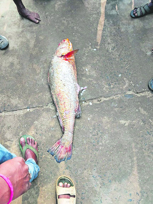 ఏడు కచిడీలు  @ రూ.2 లక్షలు  1