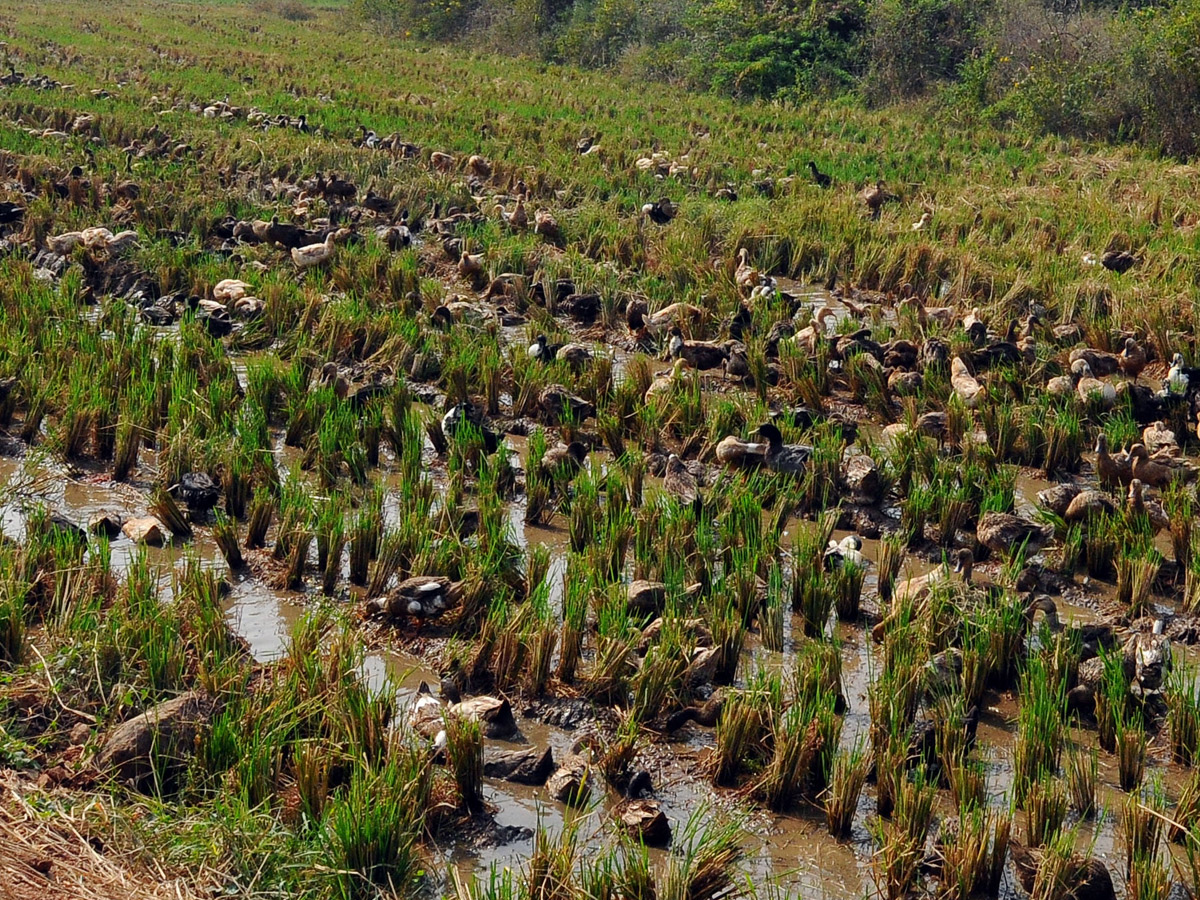 Best Photos of The Week in AP and Telangana Photo Gallery4