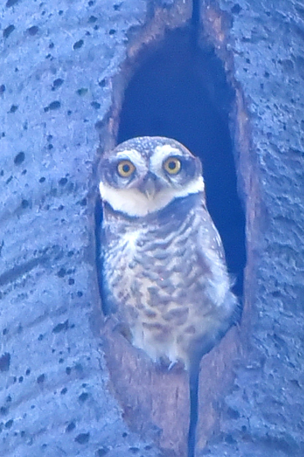 Best Photos of The Week in AP and Telangana Photo Gallery40