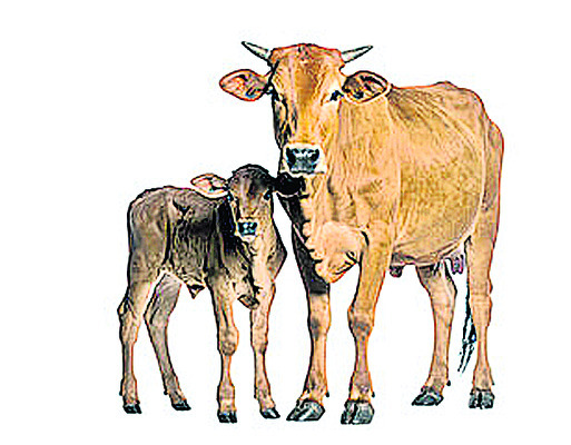 నిర్వహణ భారం 1