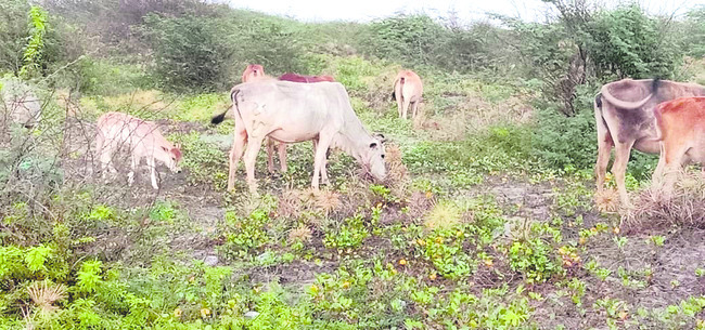 ఆక్రందనలు ఆగోవు1