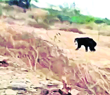 కర్తనపర్తిలో ఎలుగుబంటి సంచారం 2