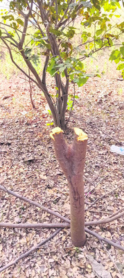 ఆహ్లాదమేది.. ఆటలేవి?2