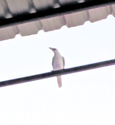 అరె..తెల్లకాకి 1