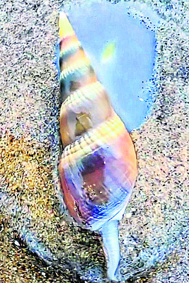 పూరీ సముద్ర తీరంలో నత్తల గుంపు2