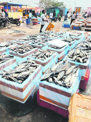 ● డేంజర్‌ ఫిష్‌ 1