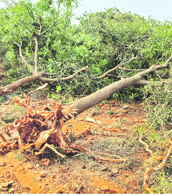 ‘పోరంబోకు’ల గ్రావెల్‌ దందా 2