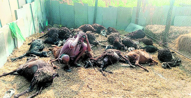 కుక్కల దాడిలో 20 గొర్రెల మృతి 1