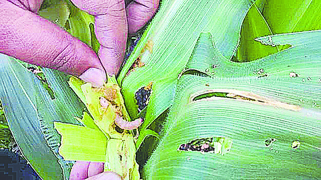 యాజమాన్యంతో మొక్కవోని దిగుబడి2