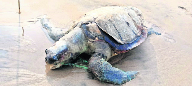 తీరంలో తాబేళ్ల మృత్యుఘోష 1