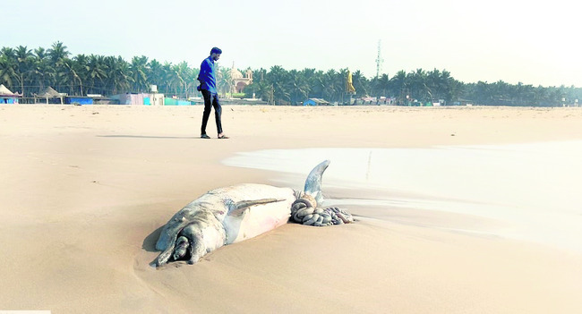 తీరంలో తాబేళ్ల మృత్యుఘోష 2