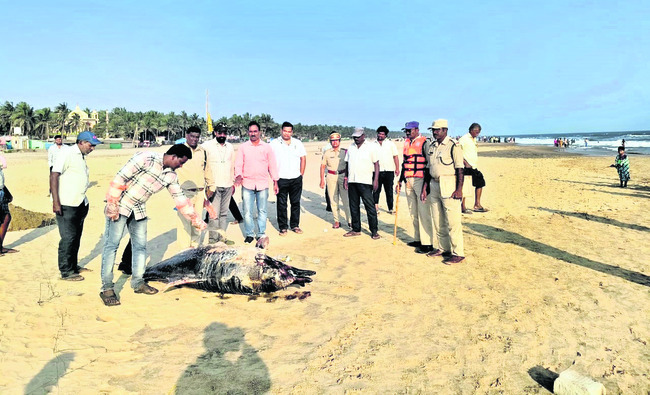 తీరంలో తాబేళ్ల మృత్యుఘోష 1