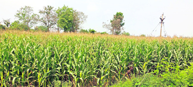 ● యాసంగిలో ఈ పంటకే  రైతుల ప్రాధాన్యత ● కొన్నిచోట్ల పత్త1