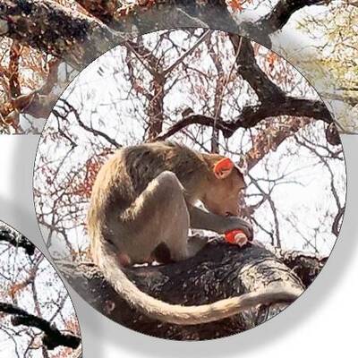 ప్చ్‌.. ఇది చంద్రన్న మందే!1