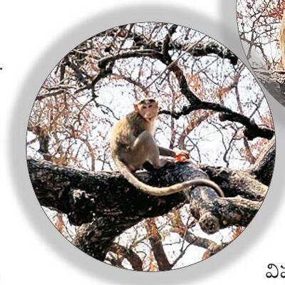 ప్చ్‌.. ఇది చంద్రన్న మందే!2