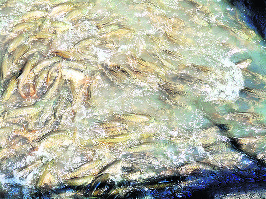 పుణ్యధామం 2