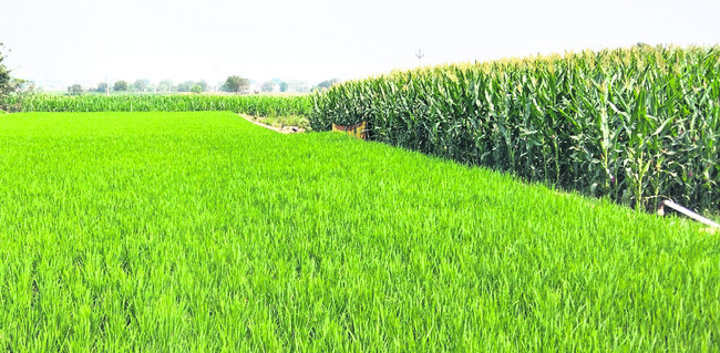 ఐదు లక్షల ఎకరాలు దాటి.. 1