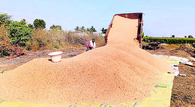 తెల్లశనగల ధర పతనం 1