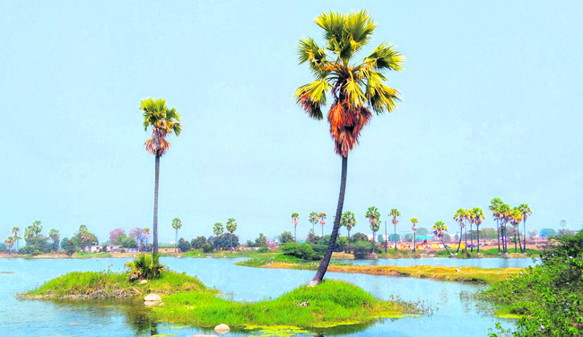 చిత్తడి నేలలో ప్రకృతి సోయగాలు1