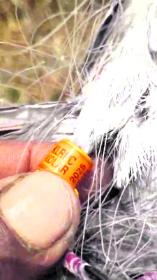 నికాల్‌పూర్‌లో  పావురాల కలకలం 1