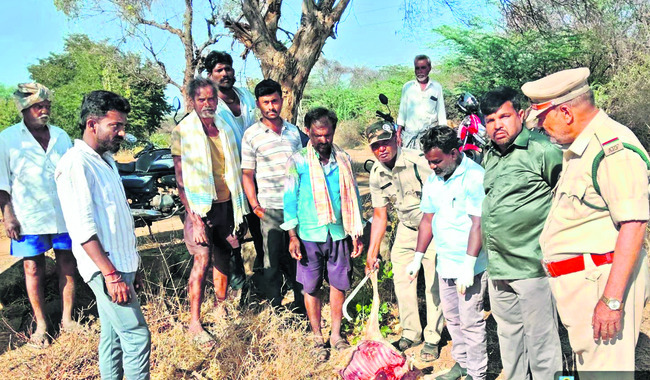 కుక్కల దాడిలో  30 గొర్రెల మృతి 1